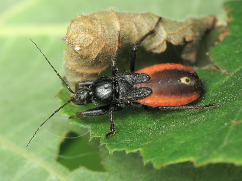 Peirates hybridus (Scopoli, 1763)